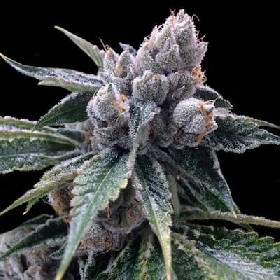 White Walker Kush > DNA Genetics